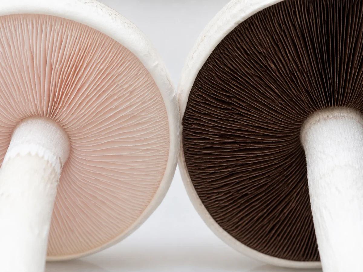Extreme macro of the undersides of two white mushrooms side by side, the left with pale pink gills and the right with dark chocolate brown gills