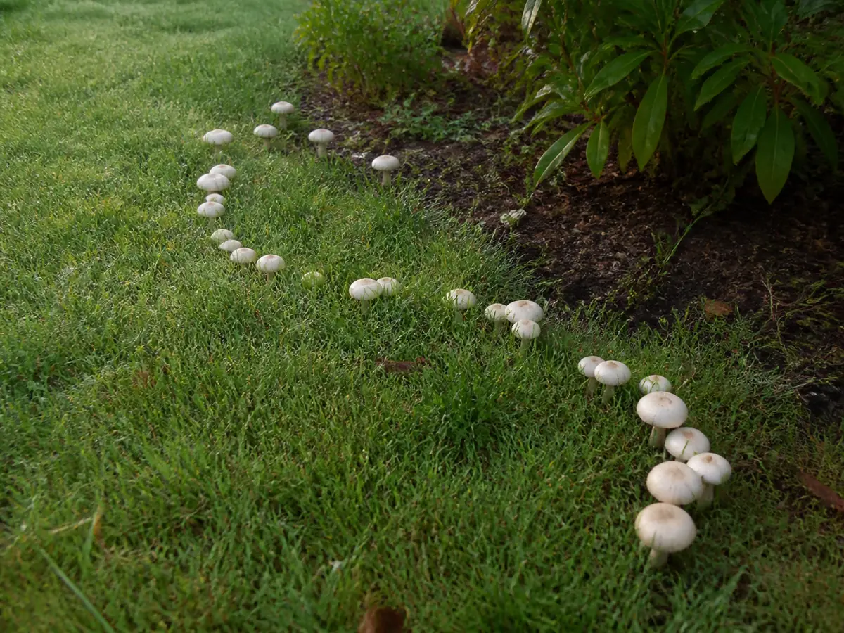 White mushrooms growing in a rough arc across a suburban lawn beside a garden bed in morning light