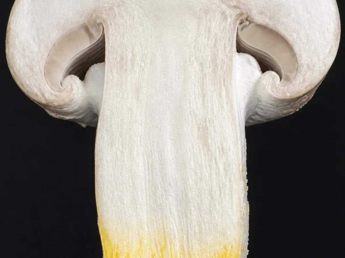 Extreme macro of a white mushroom cut lengthwise through the stem base, the cut flesh at the very bottom stained vivid yellow while the rest stays white