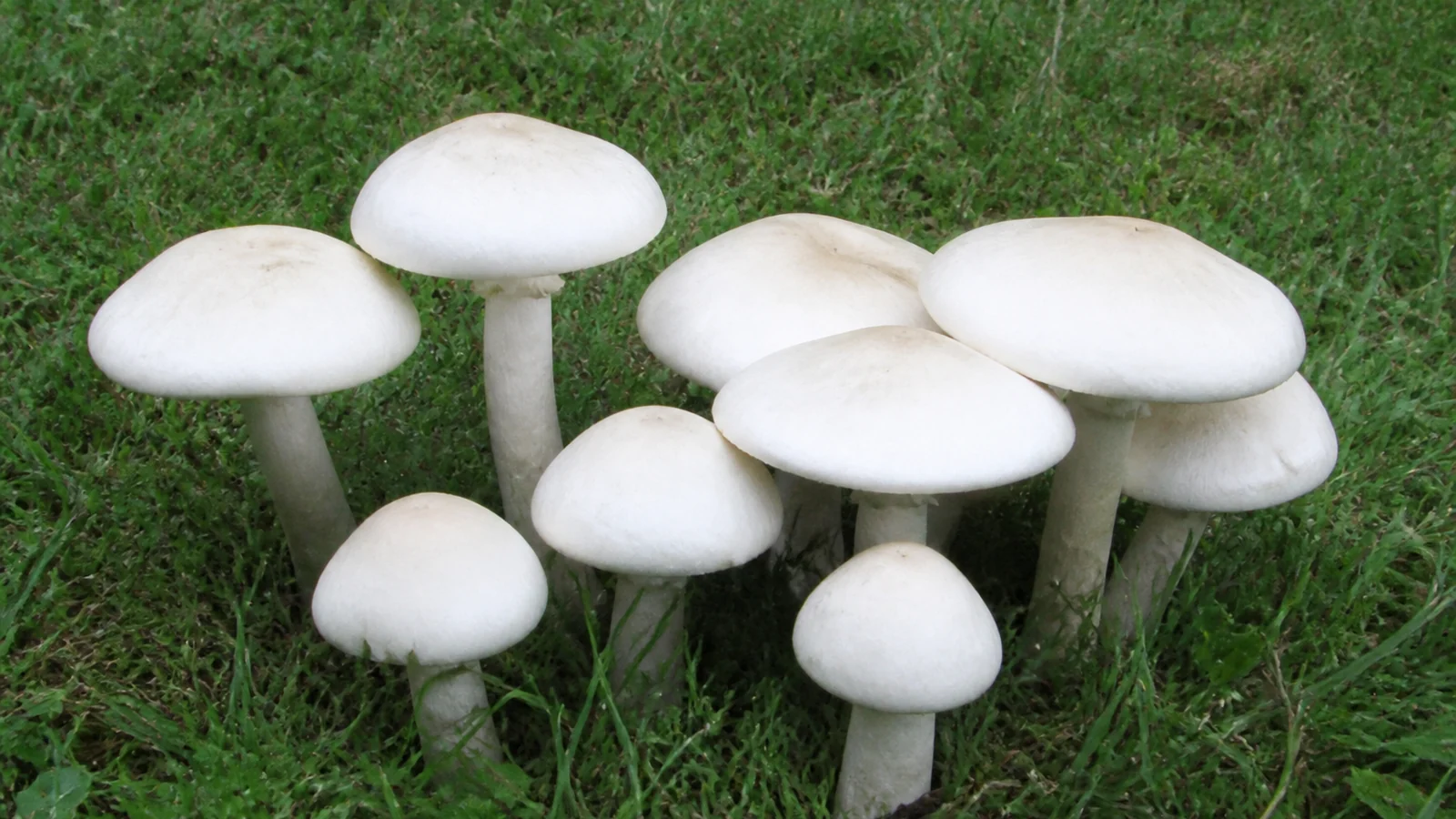 White-capped yellow stainer mushrooms with flattened tops growing in short lawn grass
