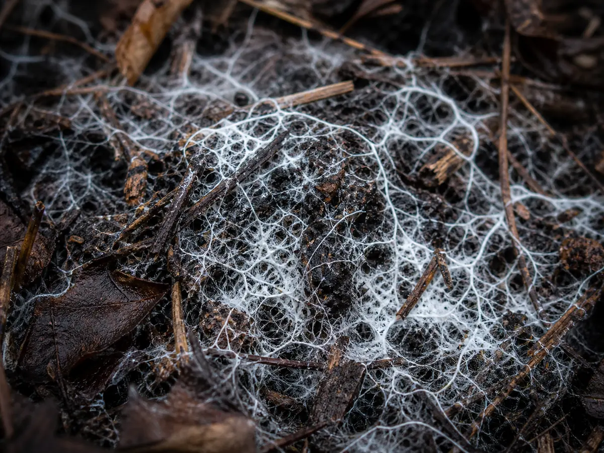 White fungal mycelium spreading in fine branching threads through dark leaf litter and wood chips
