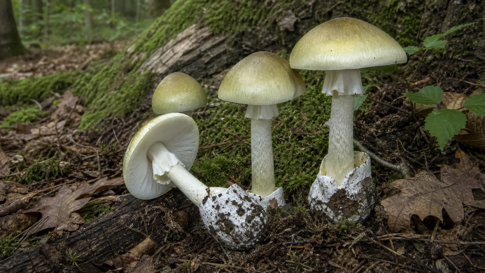 Death cap mushrooms with olive caps, white gills, rings, and visible basal cups on a hardwood forest floor - amatoxin poisoning | KnowTheSpore