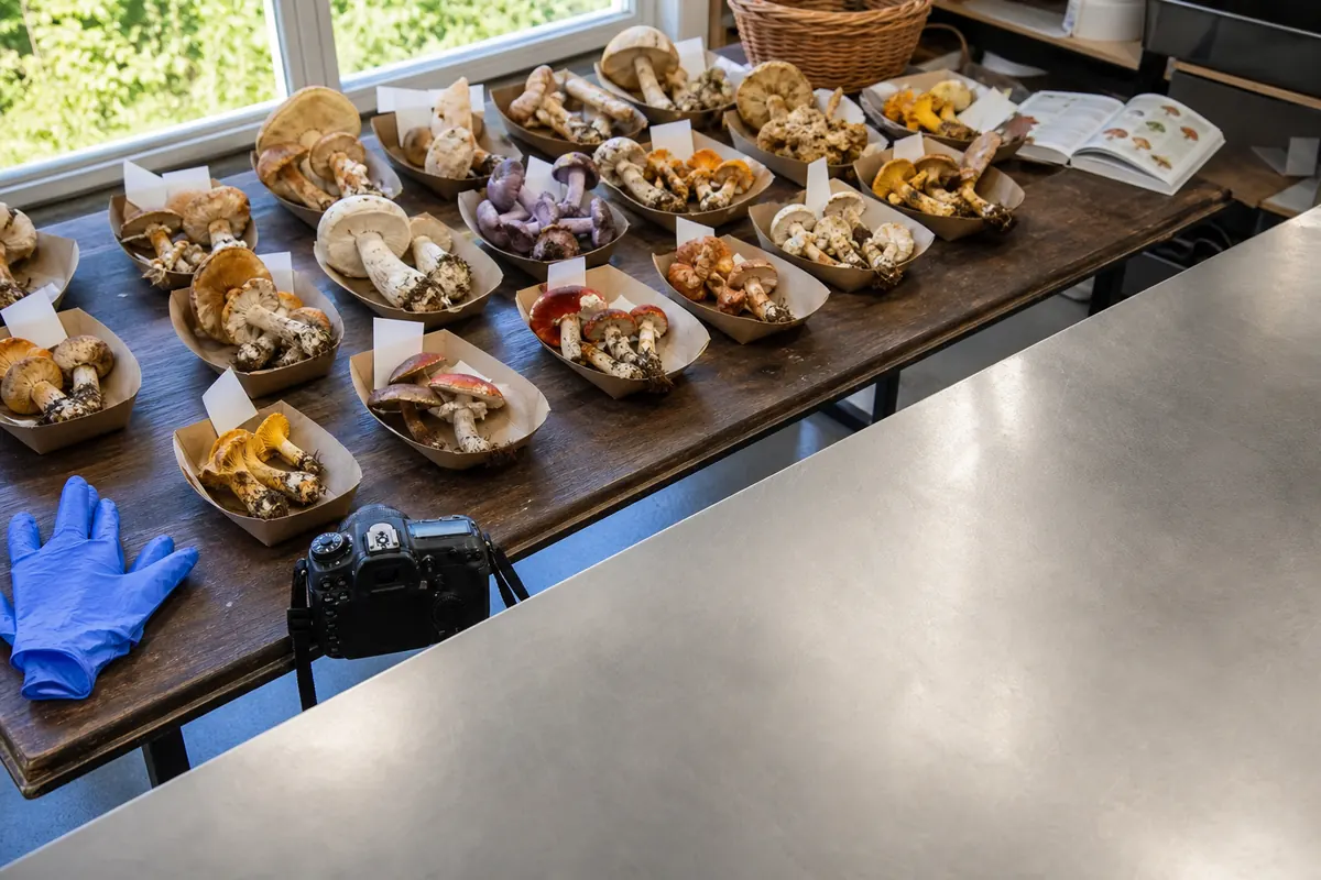 Complete wild mushroom specimens separated in labeled paper containers beside an empty food-preparation surface