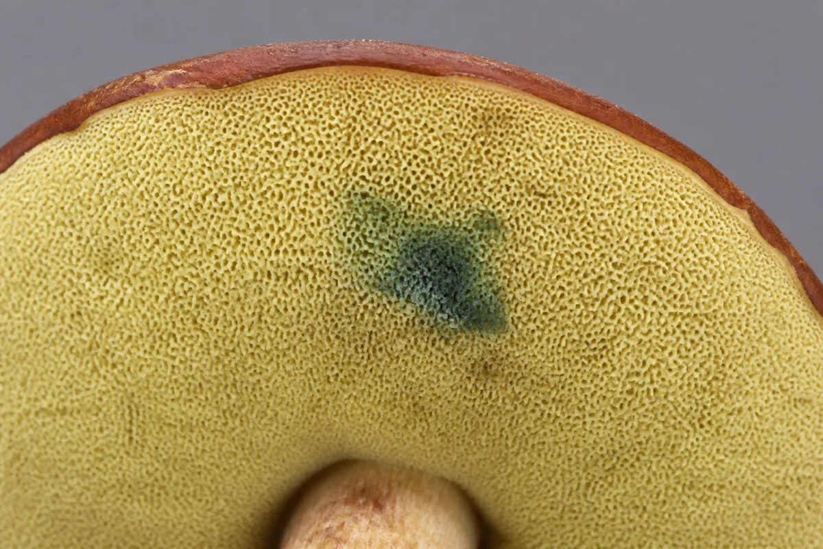 Pale yellow bay bolete pores with one fresh blue-green pressure mark - bay bolete blue bruising during pregnancy