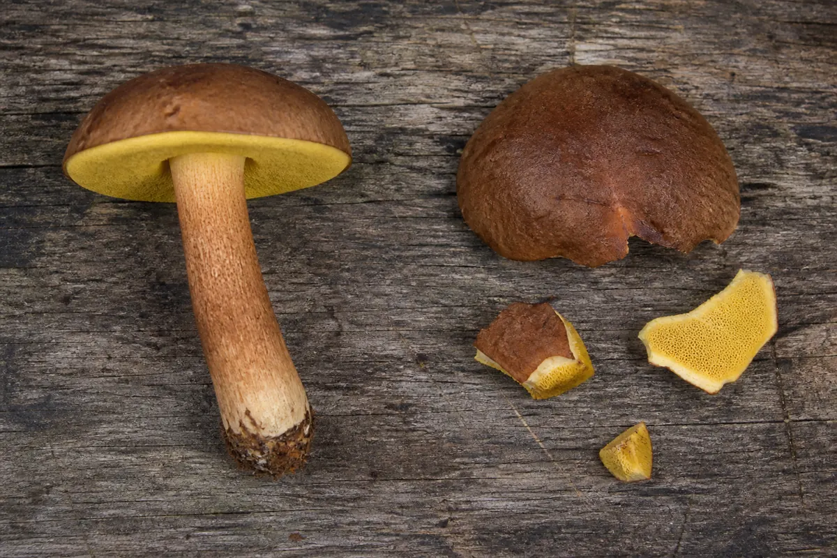 Complete bay bolete beside a detached cap and fragments from the same specimen - whole versus fragmented bay bolete identification