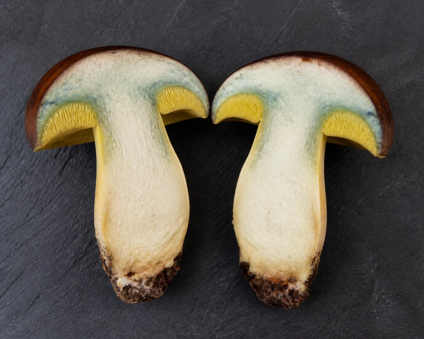 A bay bolete halved lengthwise on a dark board, its white flesh carrying a soft blue-green flush under the cap