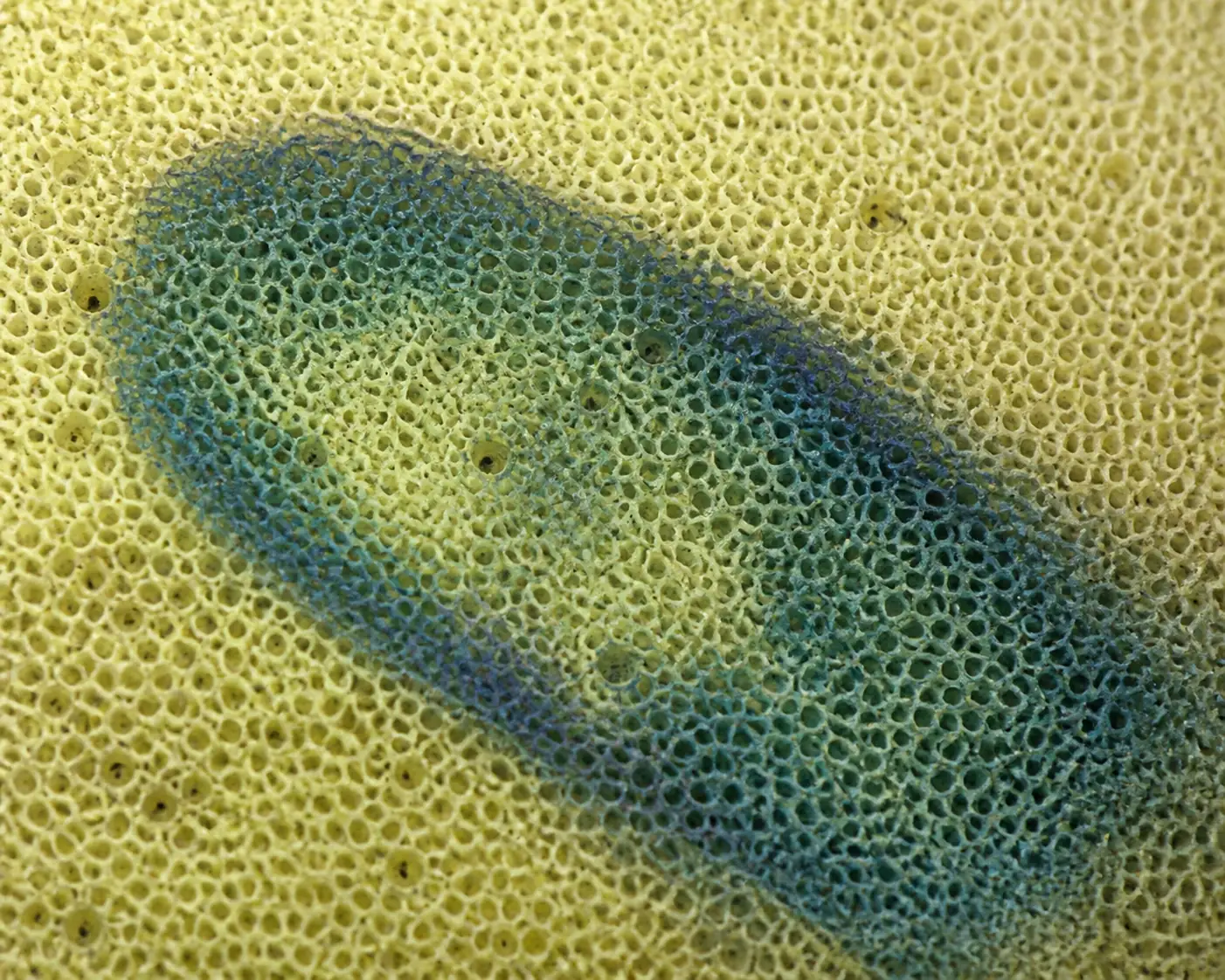 Macro view of the pale yellow pore surface of a bay bolete with a clear blue-green thumbprint spreading across it