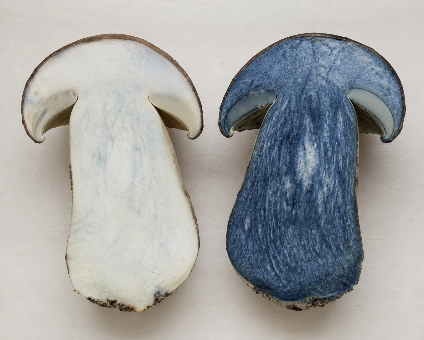 Two cut bolete halves side by side on a plain board, one carrying a faint blue-green flush and the other flooded deep indigo