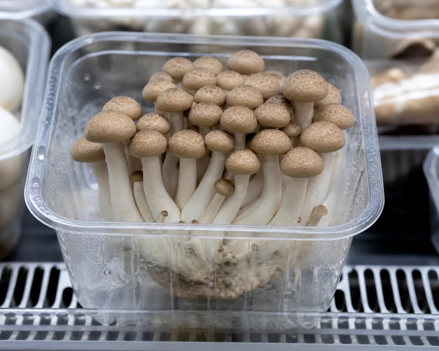 An intact cluster of brown beech mushrooms in a clear punnet on a refrigerated supermarket shelf with condensation on the plastic