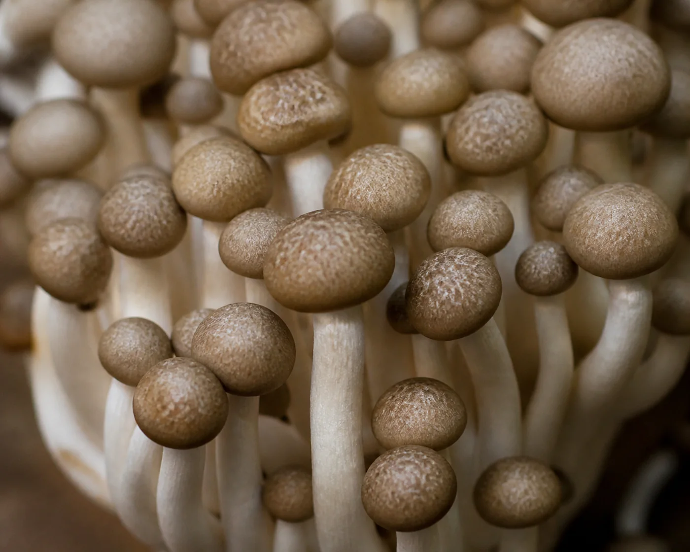 Extreme macro of the small domed brown caps of a beech cluster showing their faint marbled spotting and the slender white stems below