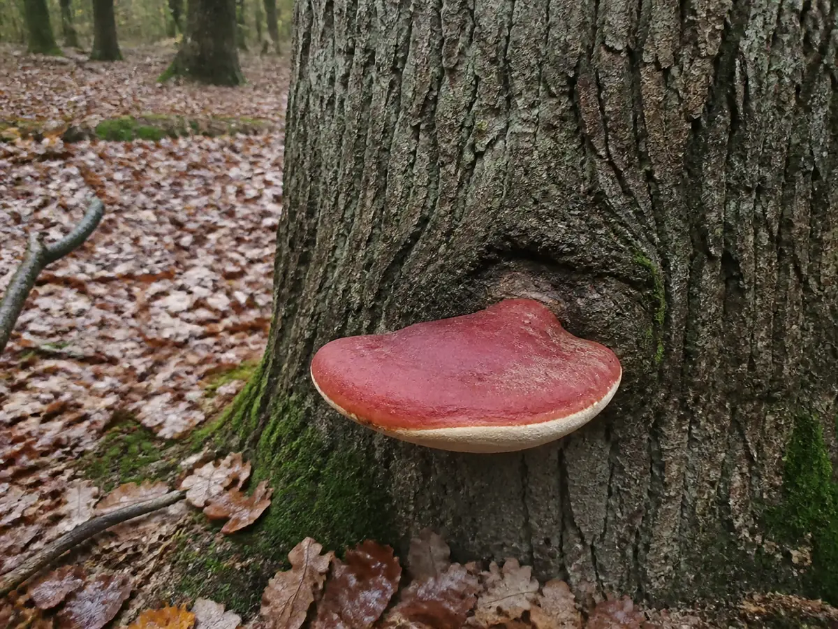 Young red beefsteak fungus attached low on the trunk of a mature oak