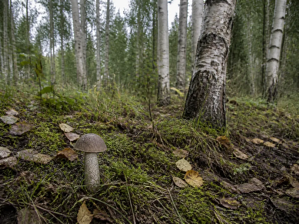 Brown birch bolete growing in leaf litter below white-barked birch trees - birch bolete habitat record