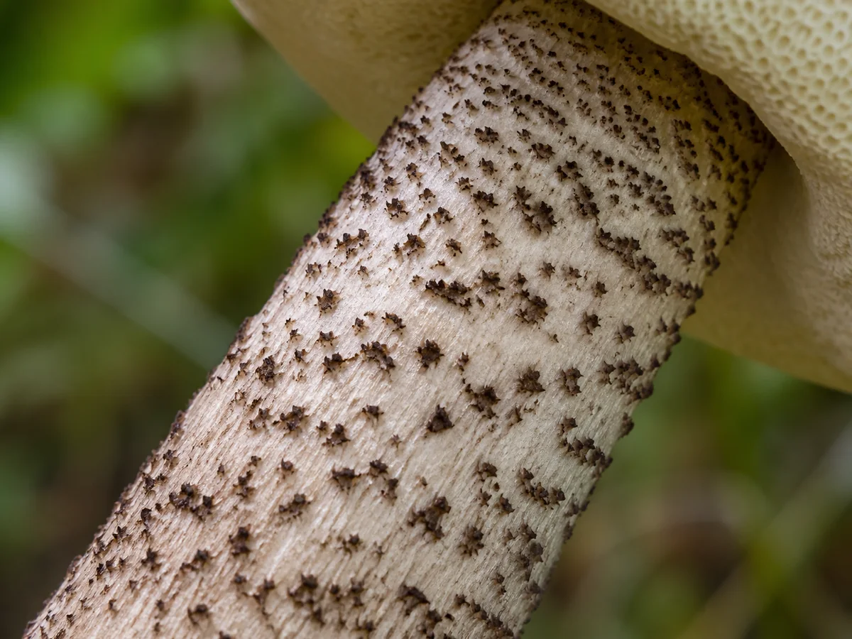 Dark coarse scabers on the pale stem below a sponge-like pore layer - birch bolete stem identification during pregnancy