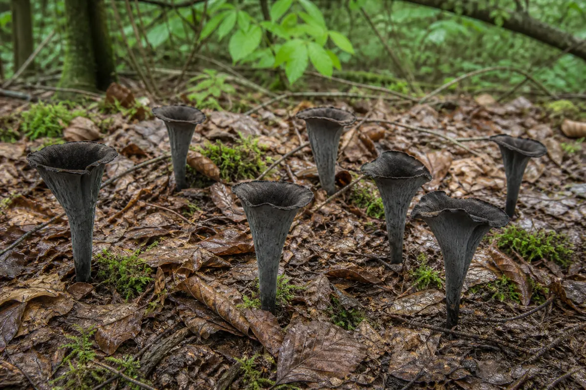 Verified black trumpet mushrooms growing as separate hollow funnels through hardwood leaf litter - black trumpet field context