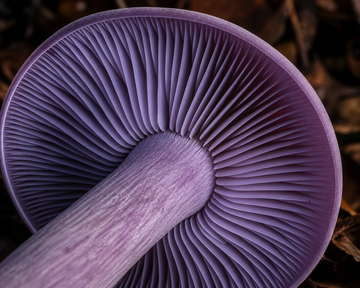 Extreme macro of crowded lilac gills notched where they meet a solid lilac stem, with no cobwebby veil anywhere between them