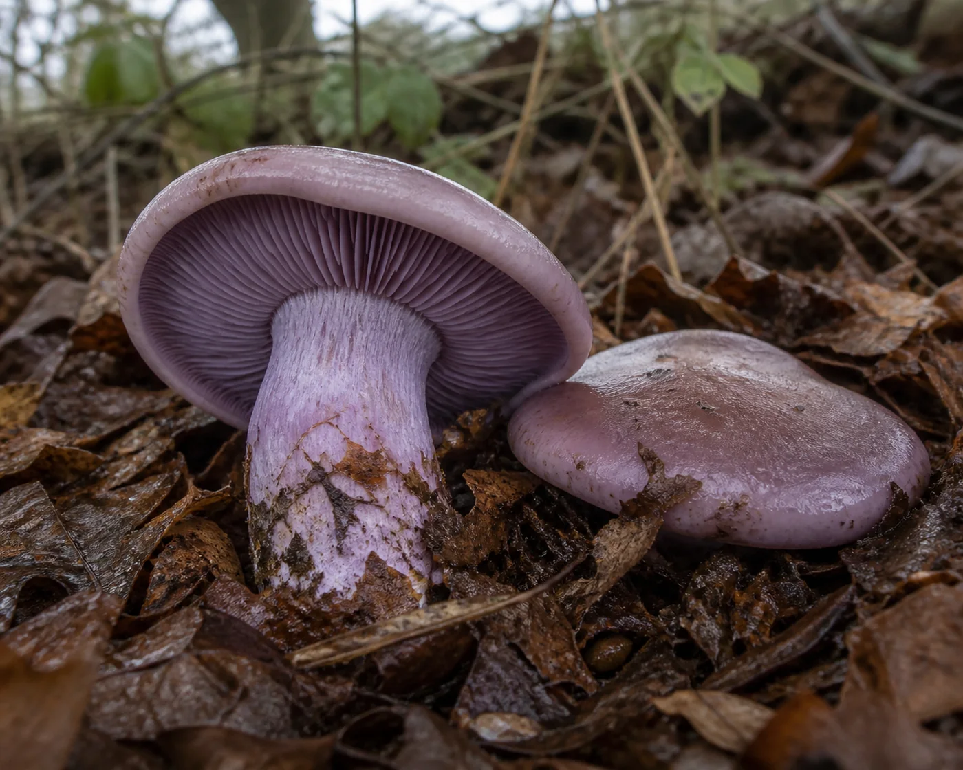 Two wood blewits in deep leaf litter at the base of a hedgerow, one lifted to show the lilac stem and swollen base with leaves stuck to it