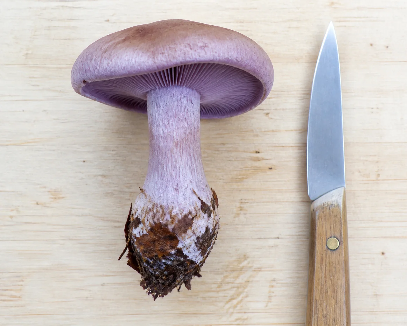 One whole wood blewit on a pale board beside a kitchen knife, violet fading to tan with a swollen lilac base carrying stuck leaves