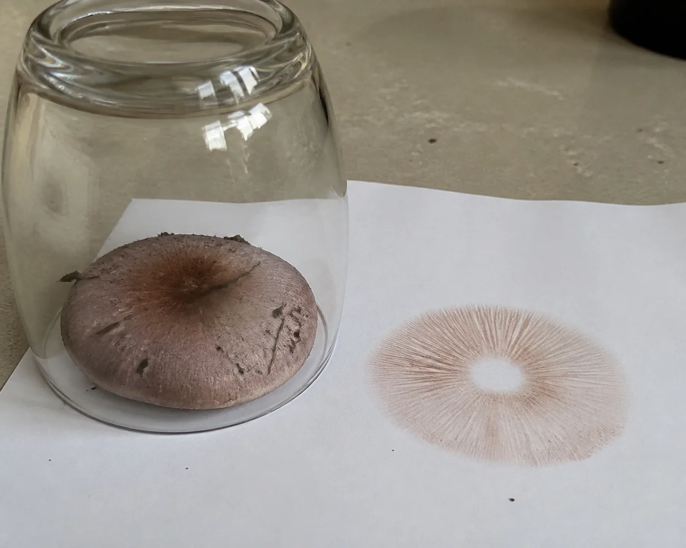 A blewit cap under an upturned glass on white paper beside a finished spore print showing a faint pale pinkish-buff deposit