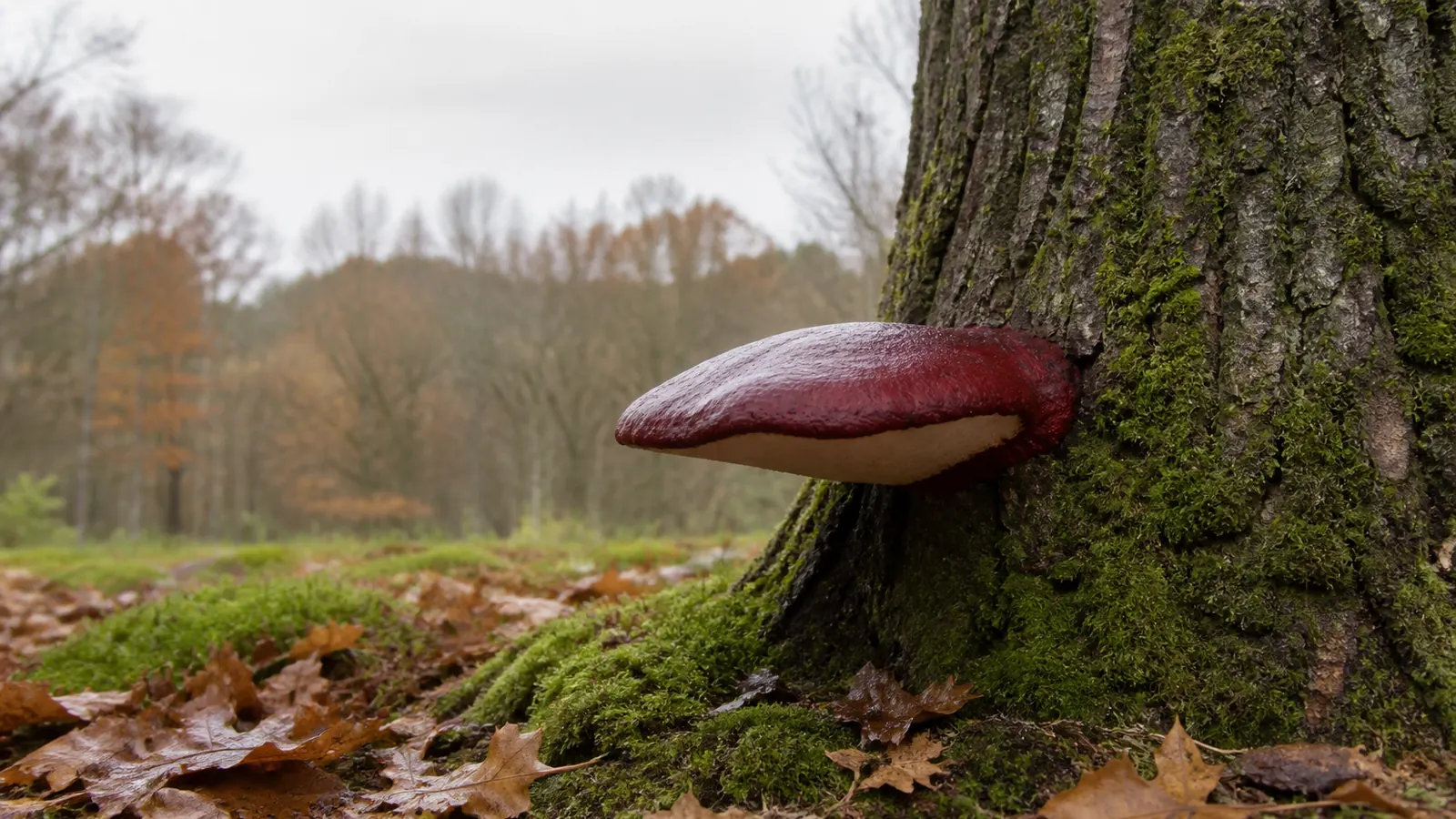 A deep red tongue-shaped beefsteak bracket growing low on a mossy oak trunk above autumn leaf litter