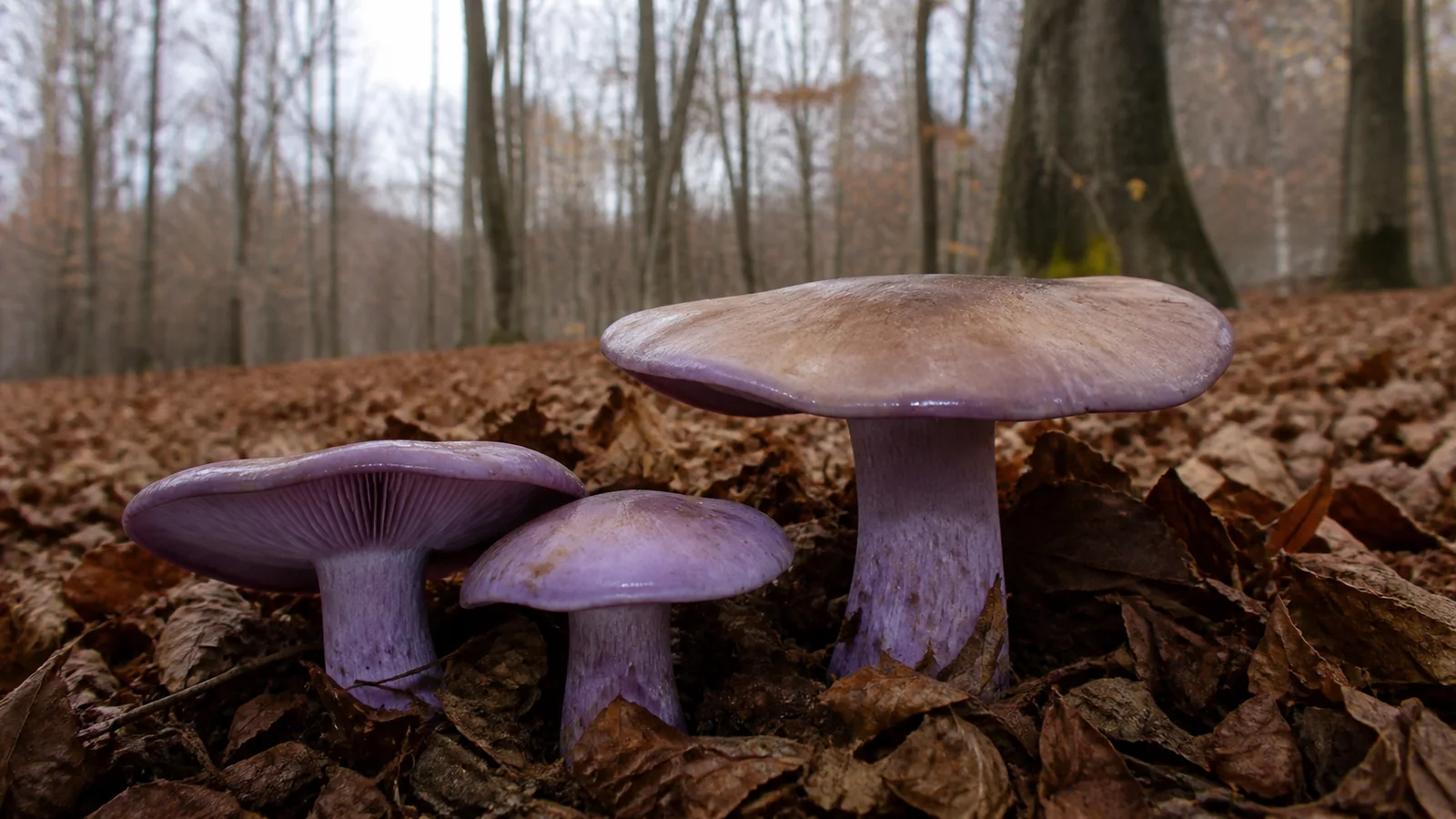Three wood blewits with violet caps and lilac stems growing in deep brown leaf litter in bare late autumn woodland