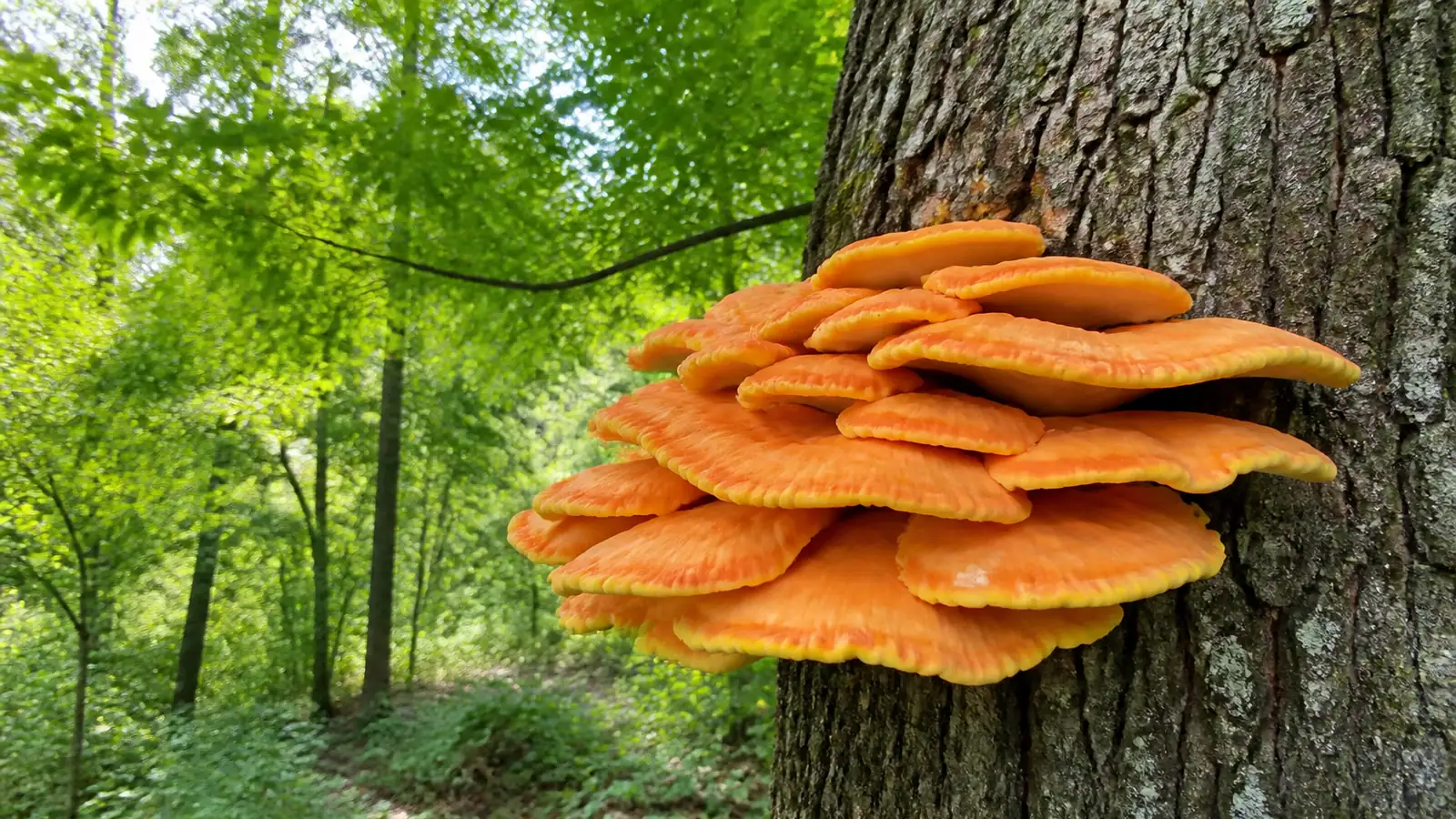 Bright orange chicken of the woods brackets stacked in tiers on the trunk of a mature oak in summer woodland