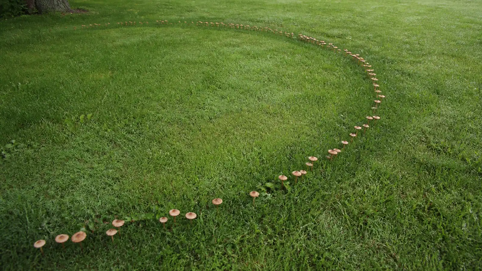 A complete ring of small tan mushrooms curving across a mown suburban lawn