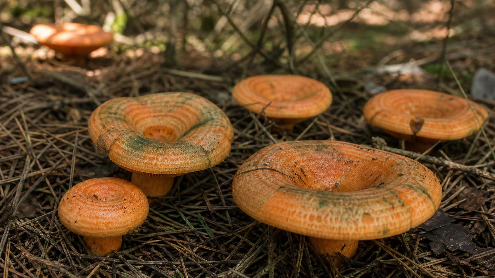 Several bright orange saffron milk cap mushrooms growing in pine needle litter with dull green staining on the older caps
