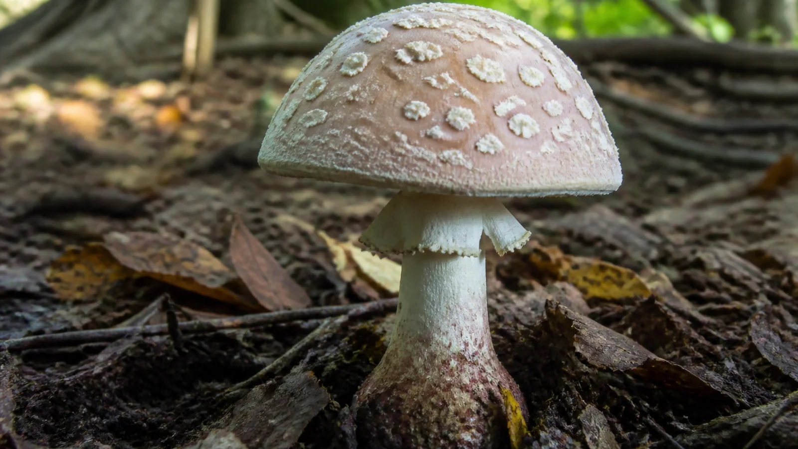 A blusher mushroom standing in woodland leaf litter with a pinkish brown cap carrying scattered gray veil fragments and a ragged hanging ring