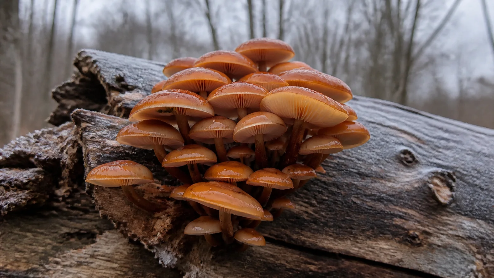 A dense overlapping tuft of orange-caramel velvet shank fruiting from a frosted fallen log in bare winter woodland