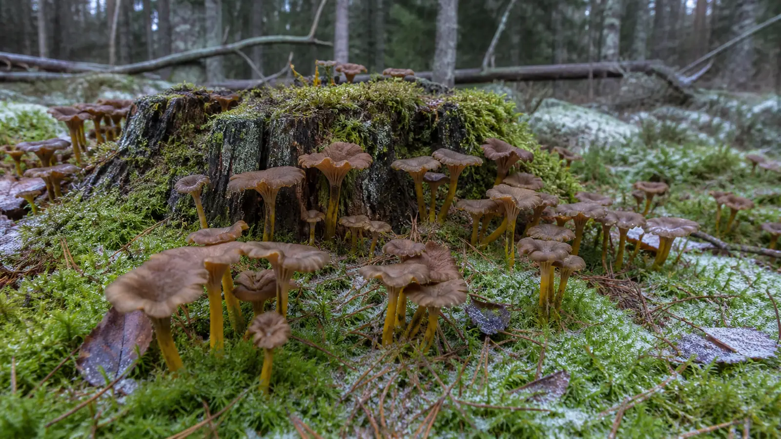 A dense troop of winter chanterelles fruiting from frosted moss around an old conifer stump