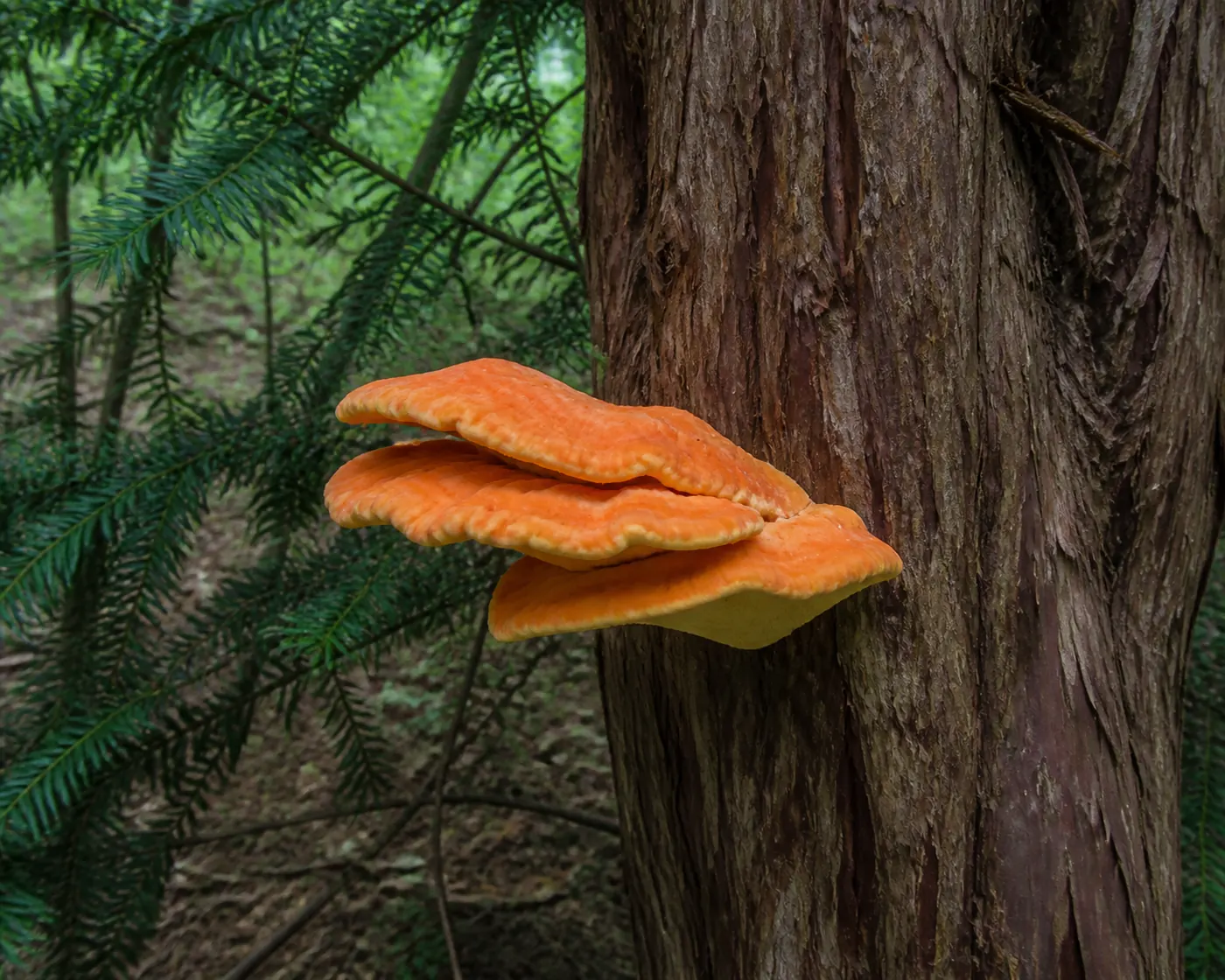 An orange chicken of the woods bracket growing from the fibrous red-brown trunk of a yew with dark needles around it