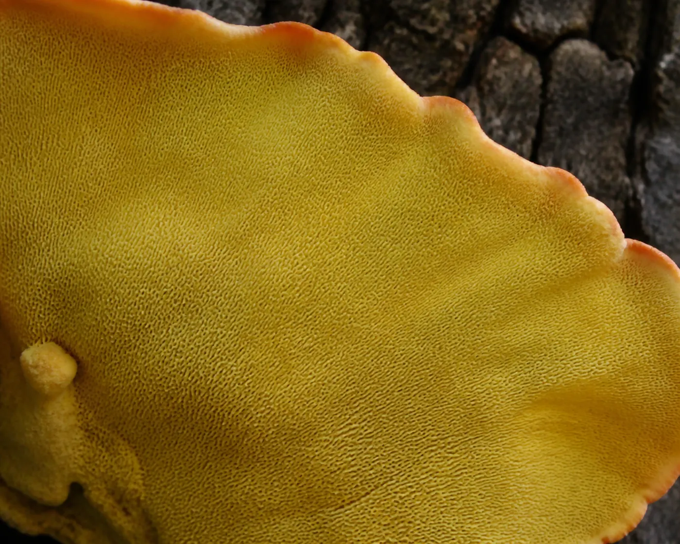 Macro of the bright sulphur-yellow pore surface on the underside of a chicken of the woods bracket