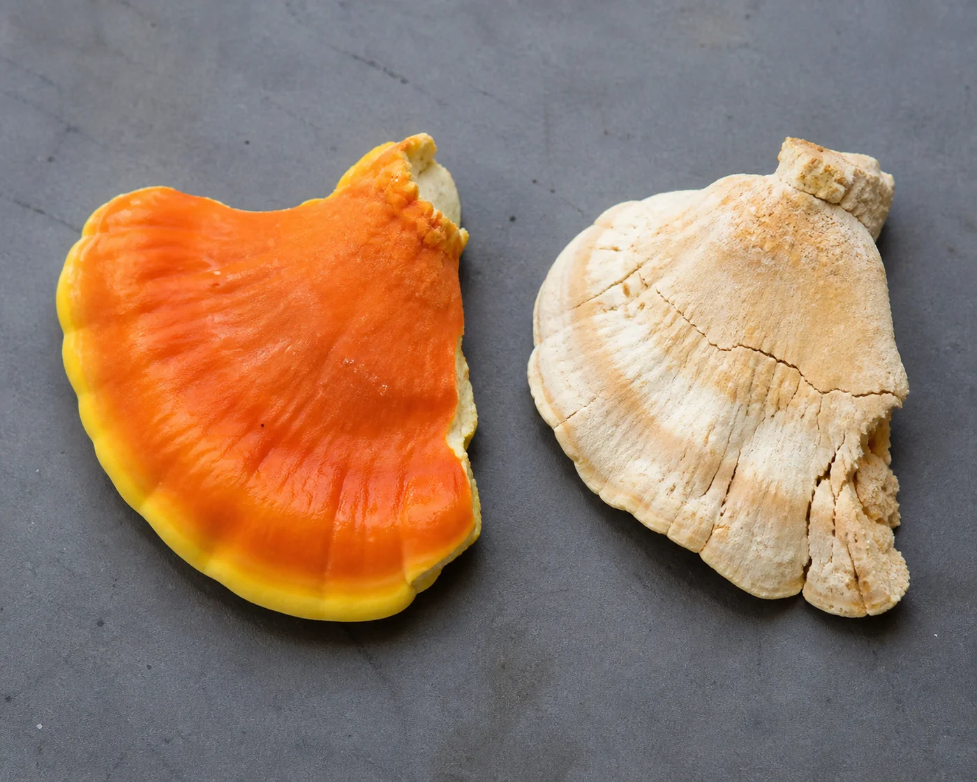 A soft bright orange and yellow young bracket beside a pale dry cracked older one on a plain board