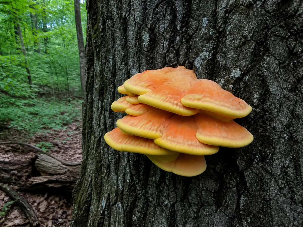 Young yellow-orange chicken of the woods shelves attached in overlapping layers to an oak trunk