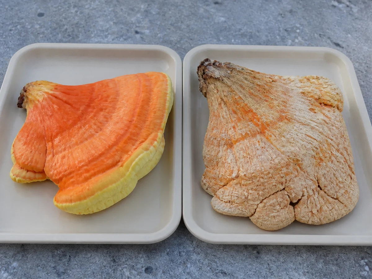 Flexible moist young chicken of the woods tissue separated from a pale dry brittle mature shelf