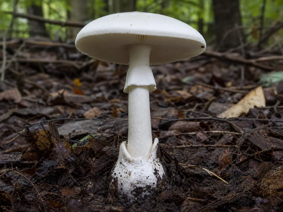 Complete white destroying angel mushroom showing white gills, a stem ring, and a sac-like volva at the bulbous base - deadly mushrooms