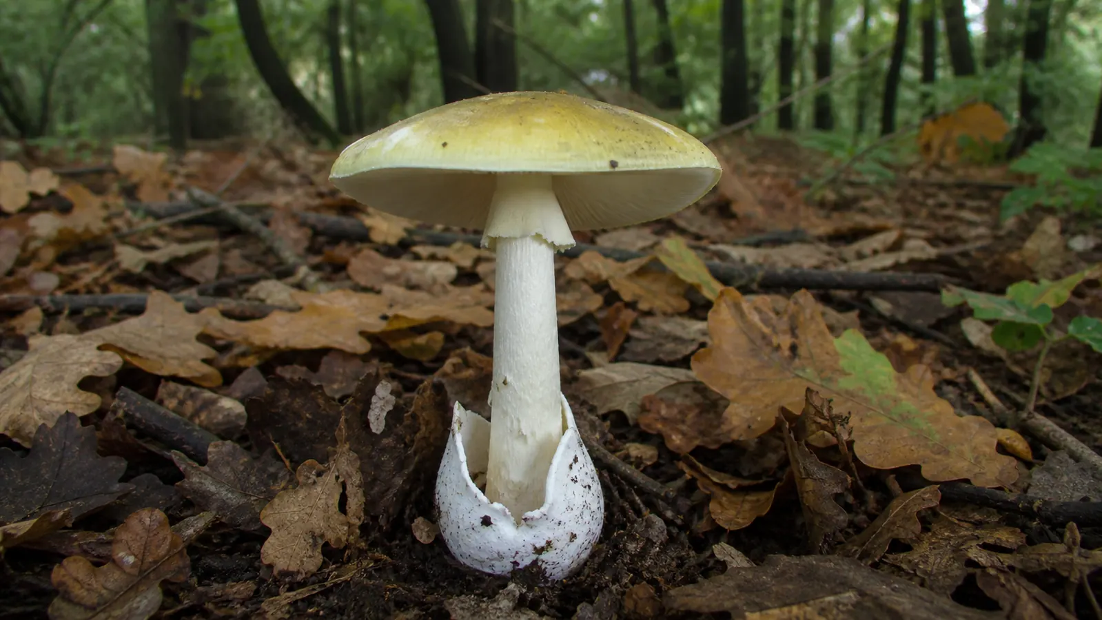 Deadly Mushrooms: The Most Lethal Species
