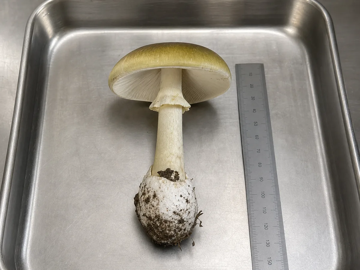 Intact death cap mushroom beside a metric ruler inside a sealed veterinary specimen tray - Death cap poisoning in dogs