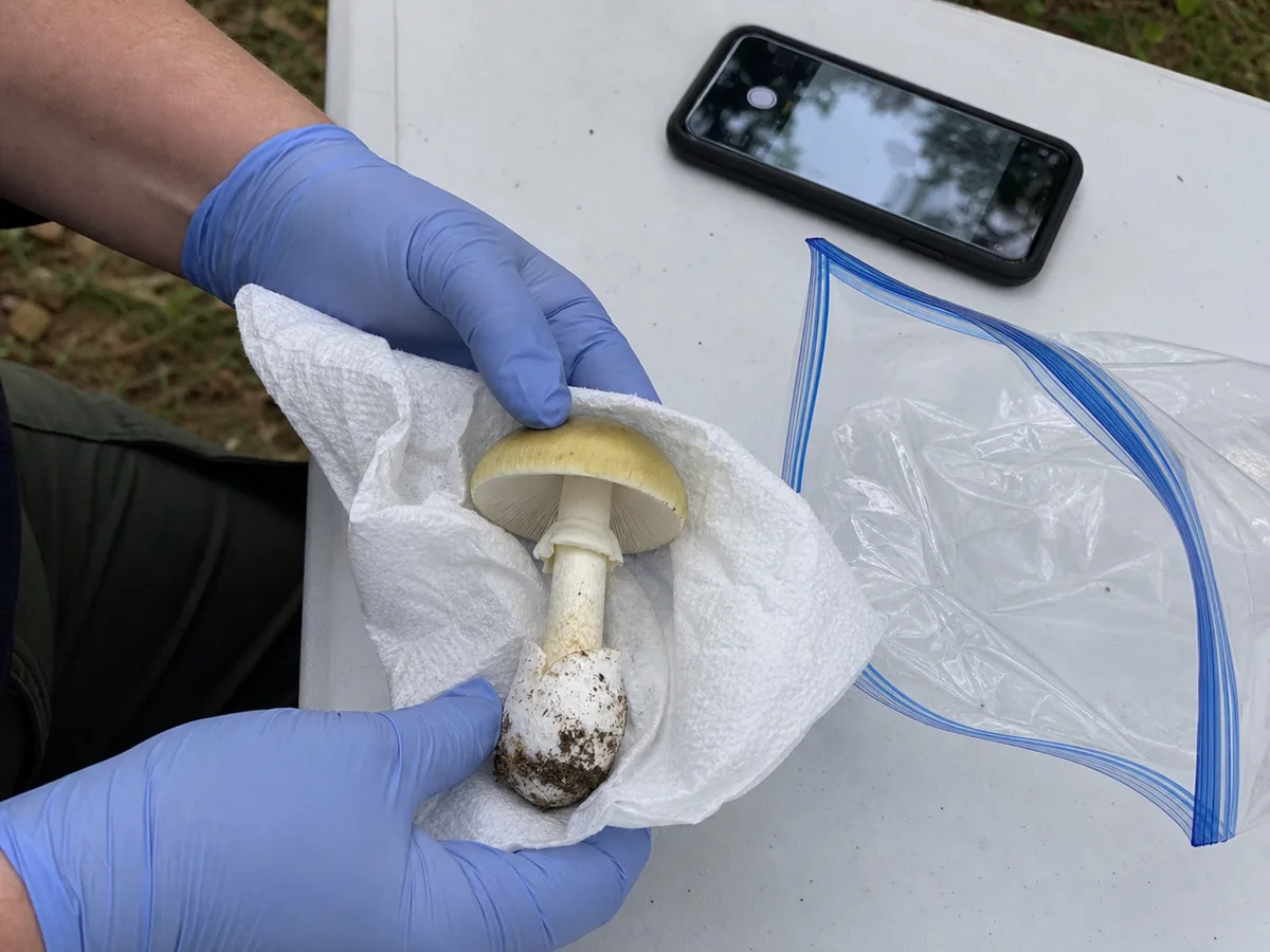 Gloved hands placing an intact death cap specimen wrapped in damp paper towel into a clear bag - Death cap specimen for a veterinarian