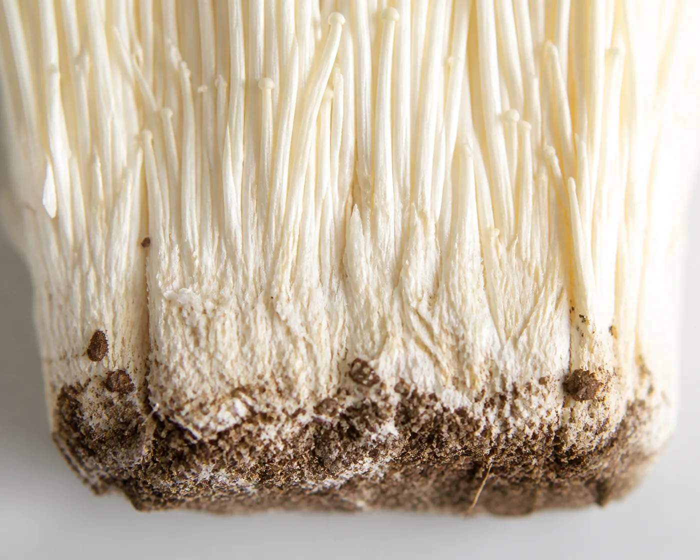 Macro of the dense fused pale base of an enoki bundle with damp growing substrate still clinging to it