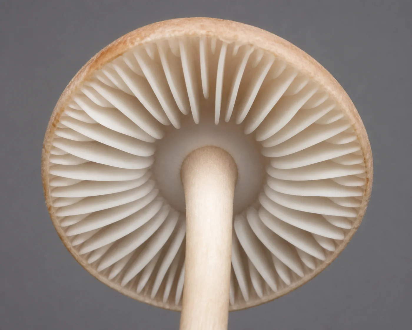 A macro of the underside of a small tan mushroom showing thick white gills that stop short of the stem, leaving a ring of bare pale flesh all the way around it