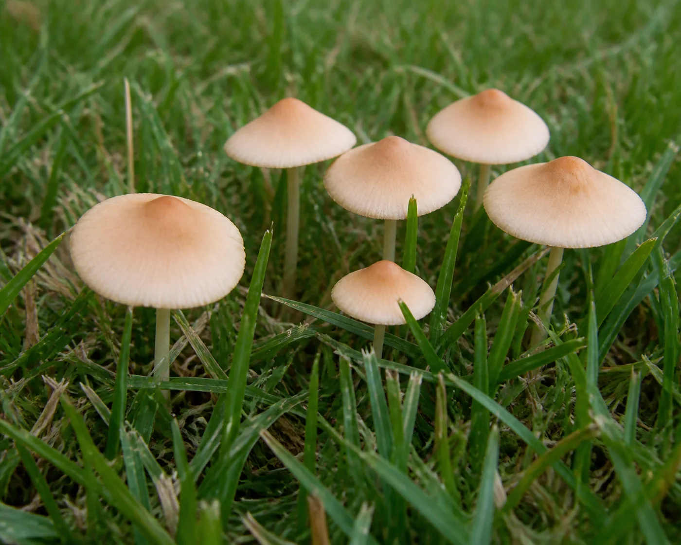 A close group of small tan fairy ring champignon mushrooms standing in short mown lawn grass with a low raised bump in the middle of each cap