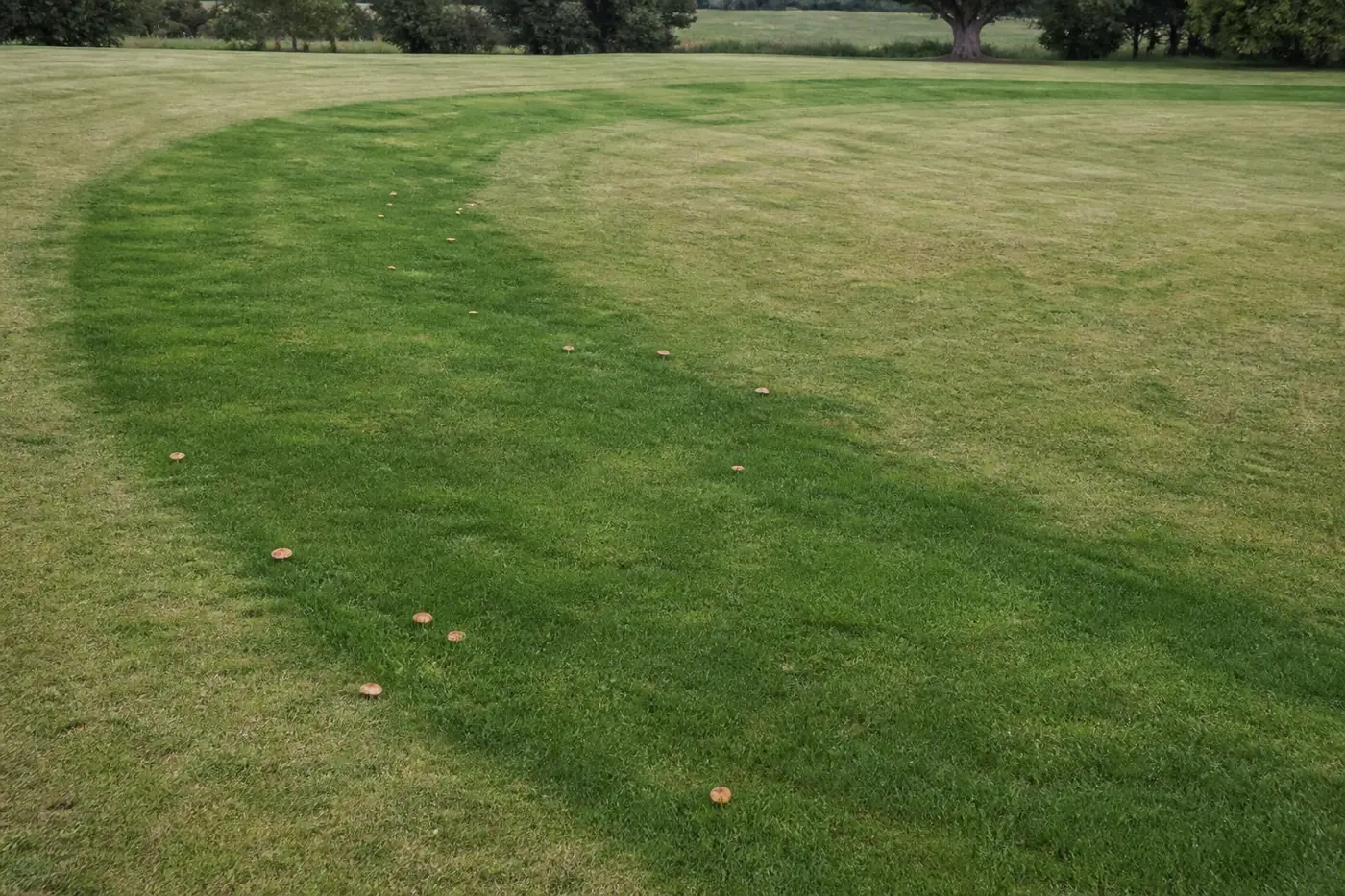 A broad arc of darker green grass curving across a mown lawn with small tan mushrooms following the line of the ring