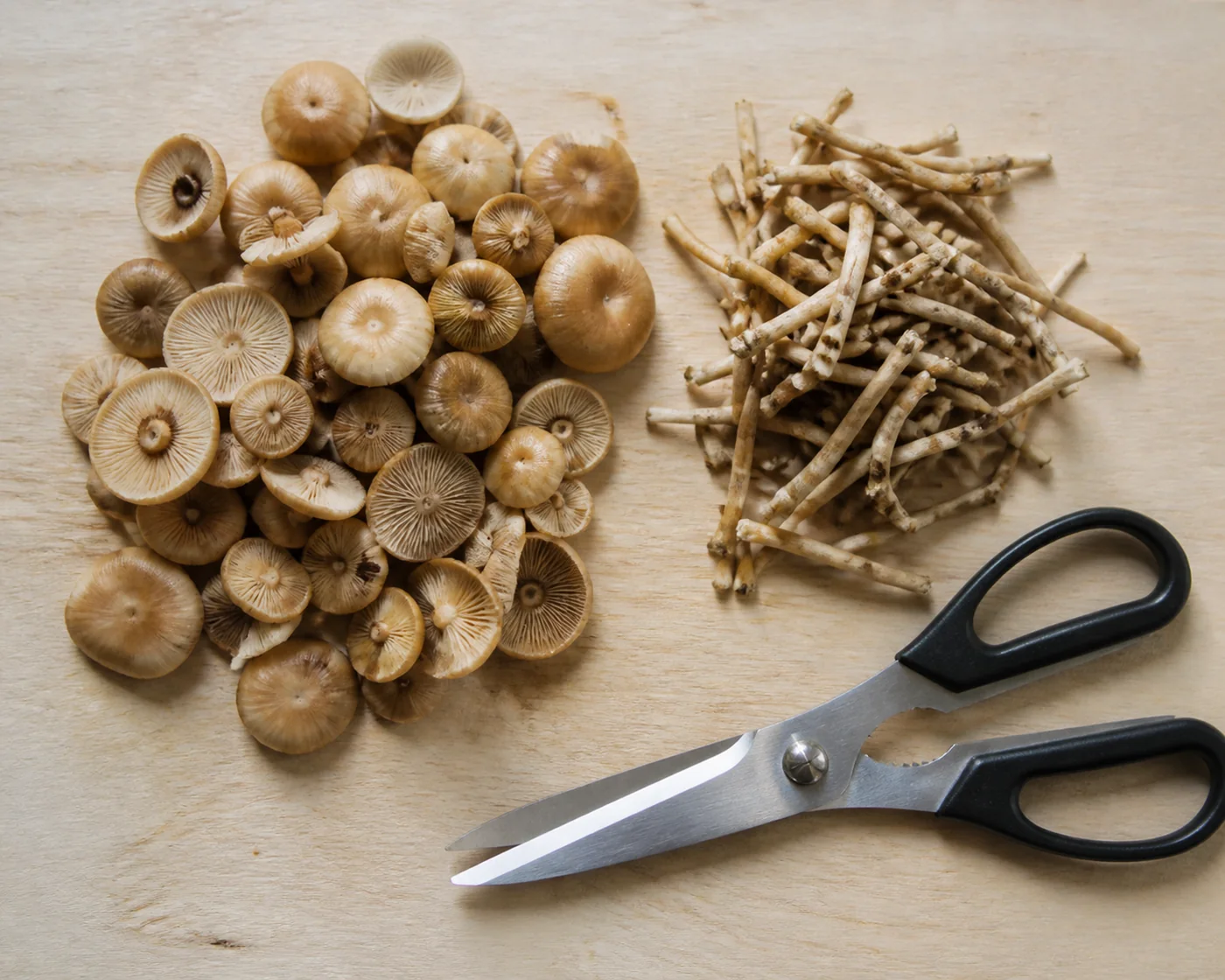 A pile of small tan mushroom caps on a pale wooden board beside a separate heap of thin wiry discarded stems and a pair of kitchen scissors