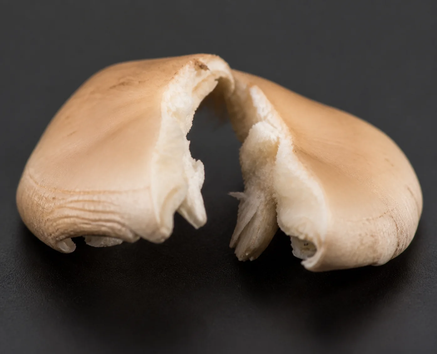 An extreme macro of a small pale tan mushroom cap torn in half by hand with pale white flesh showing along the ragged break