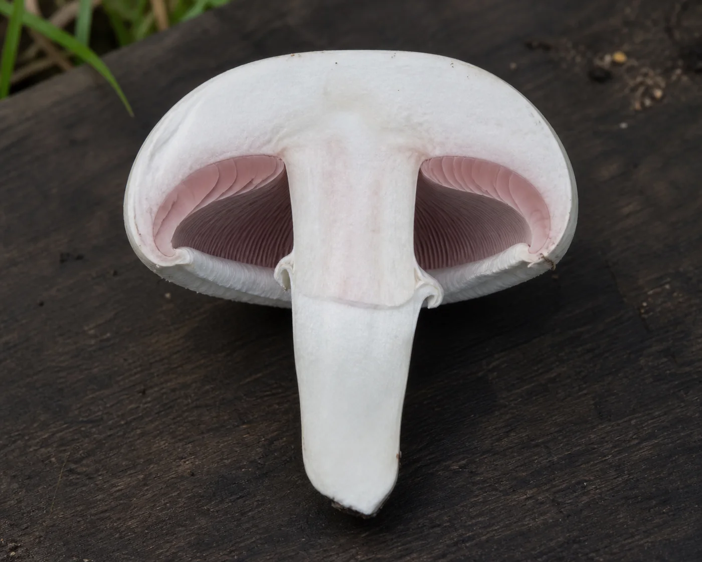 A field mushroom halved from cap to stem base on a dark board showing white flesh with a faint pink flush and a plain tapering base