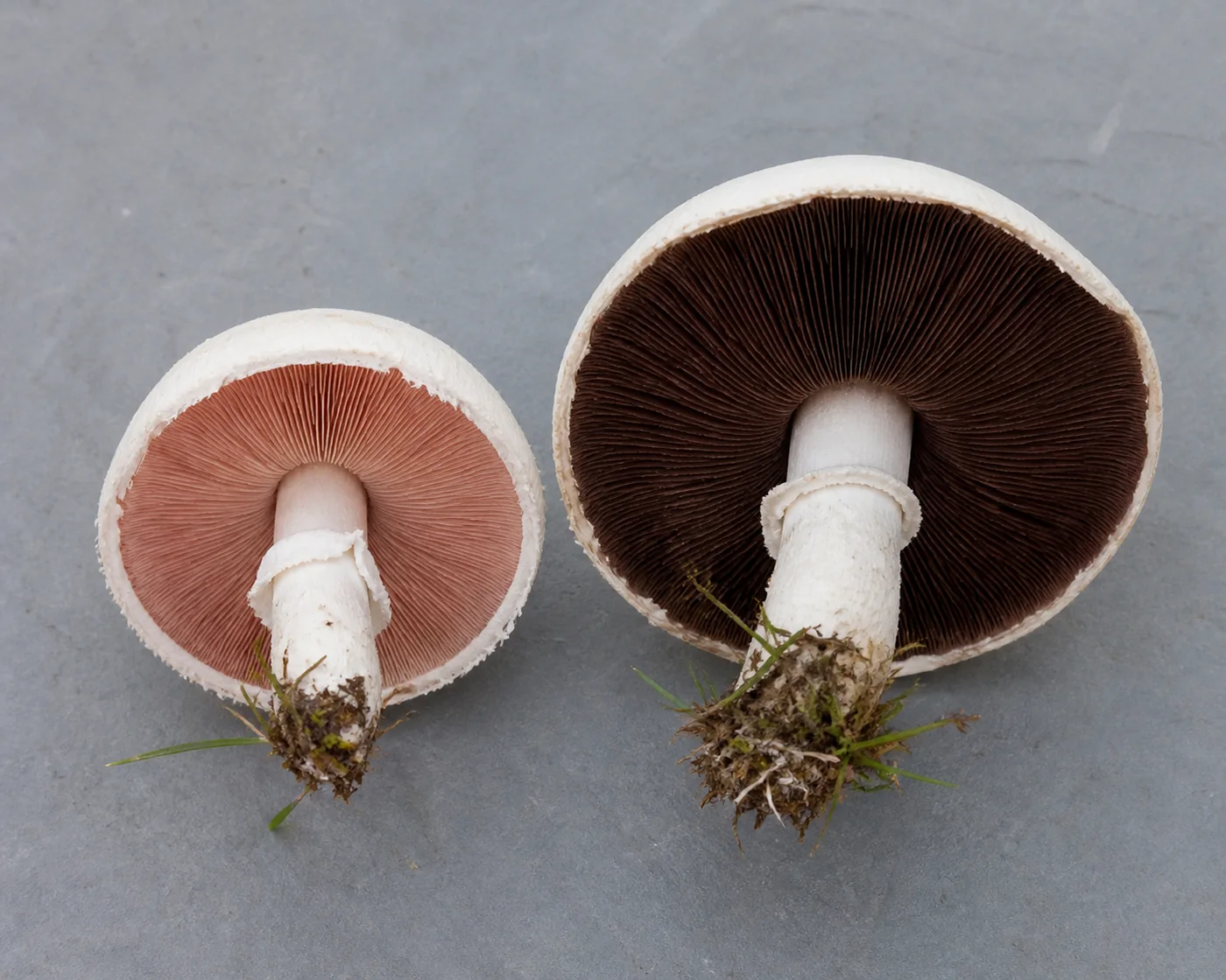 A young field mushroom with deep pink gills beside a mature one with dark chocolate brown gills, both turned upward on a plain board