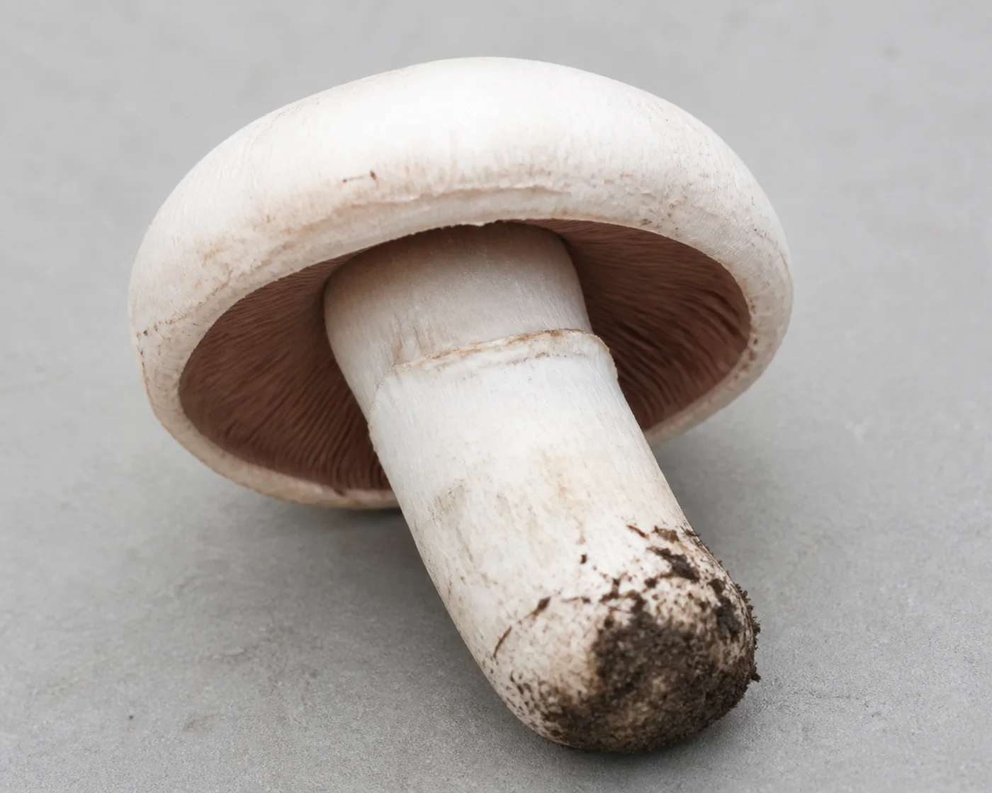 A whole field mushroom on a plain surface showing only a torn remnant where the ring was and a plain tapering base with soil still on it