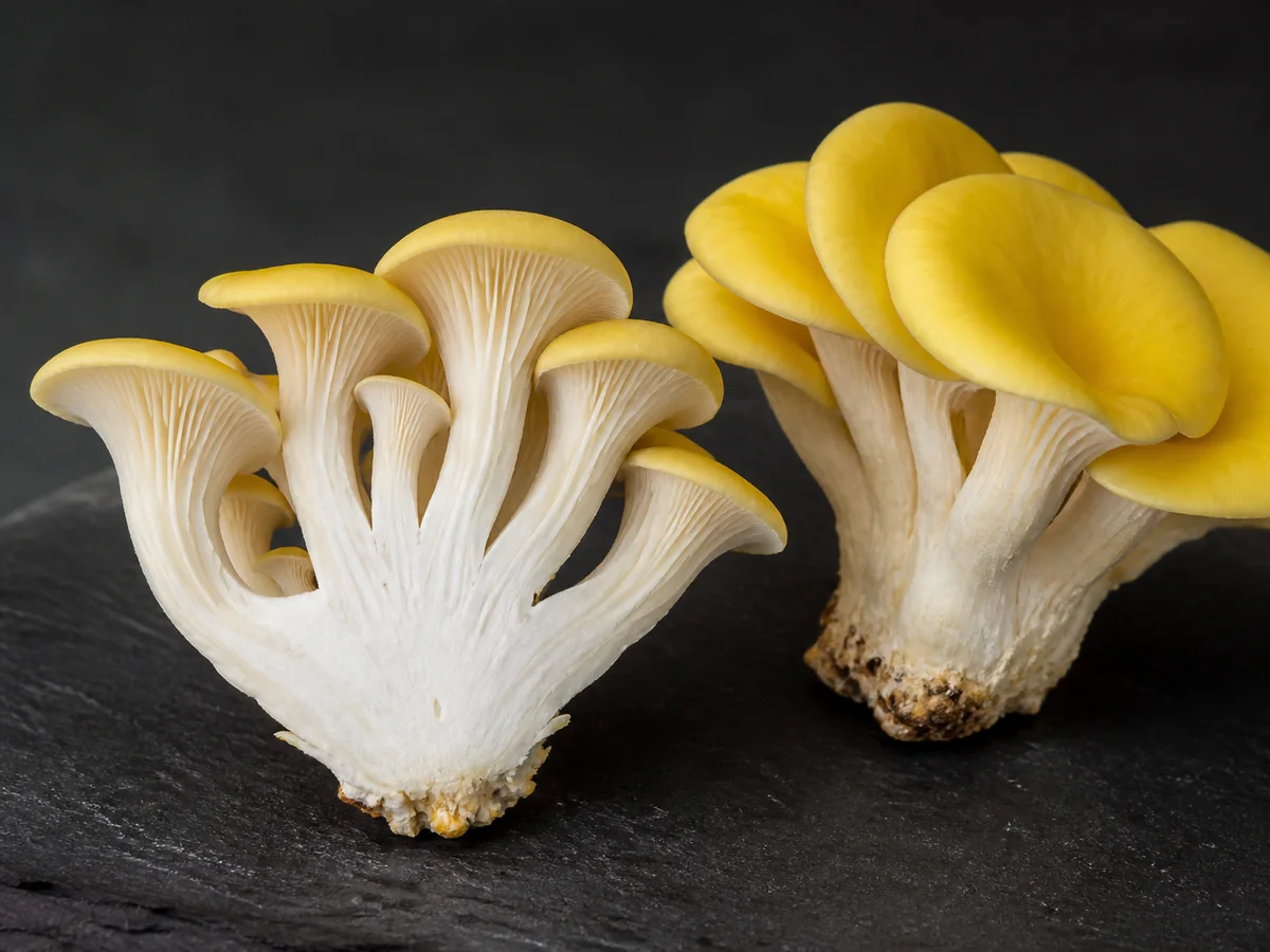 Golden oyster cluster base cut lengthwise to show white flesh and gills running down short stems - golden oyster anatomy