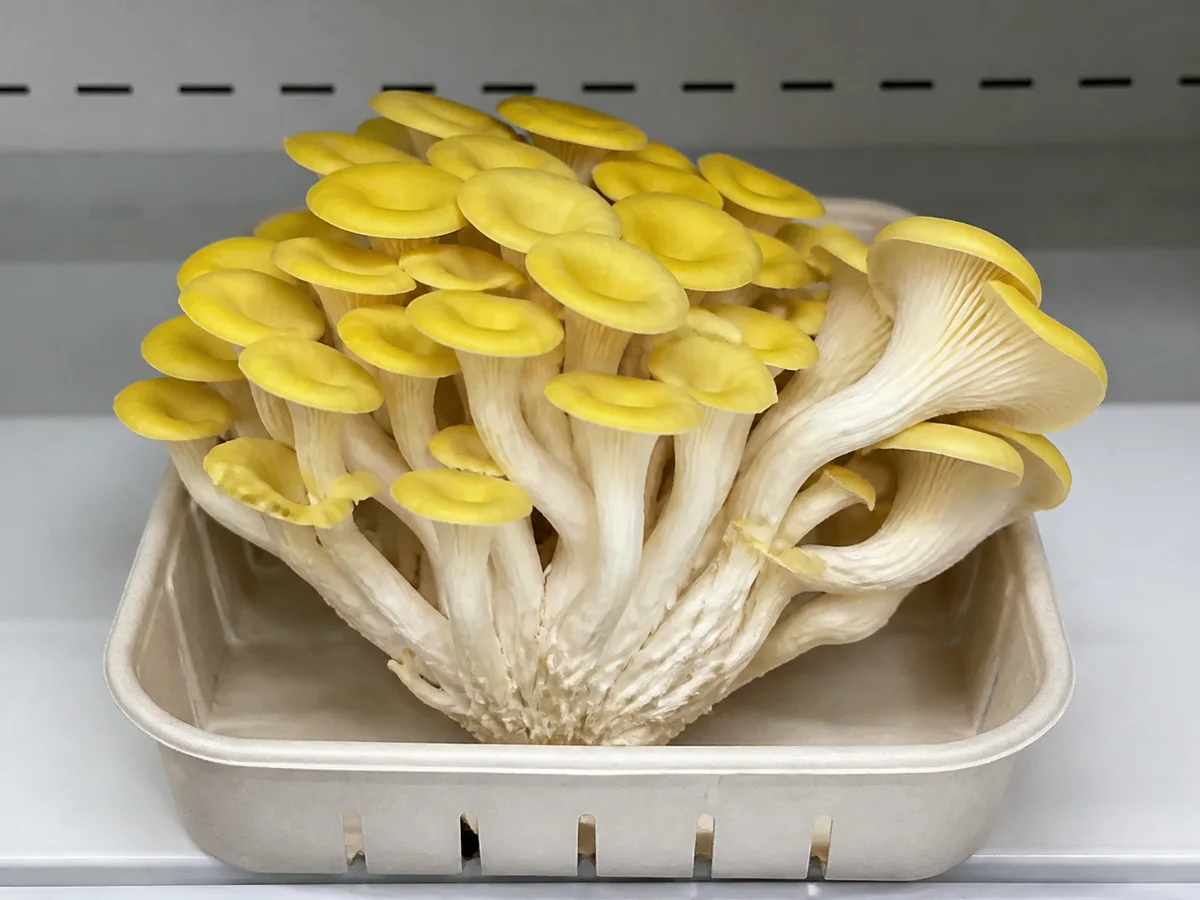 Whole golden oyster mushroom cluster with yellow caps and white gills in a plain produce tray - Pleurotus citrinopileatus